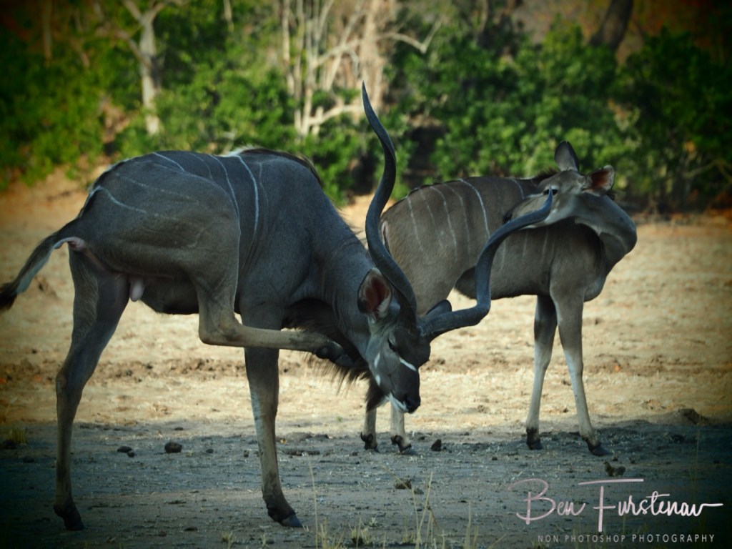 Liwonde National Park, Southern Malawi, Africa