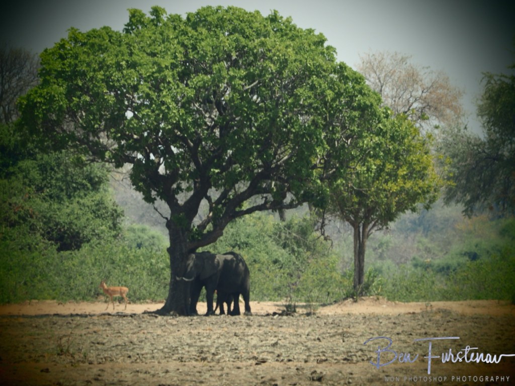 Liwonde National Park, Southern Malawi, Africa