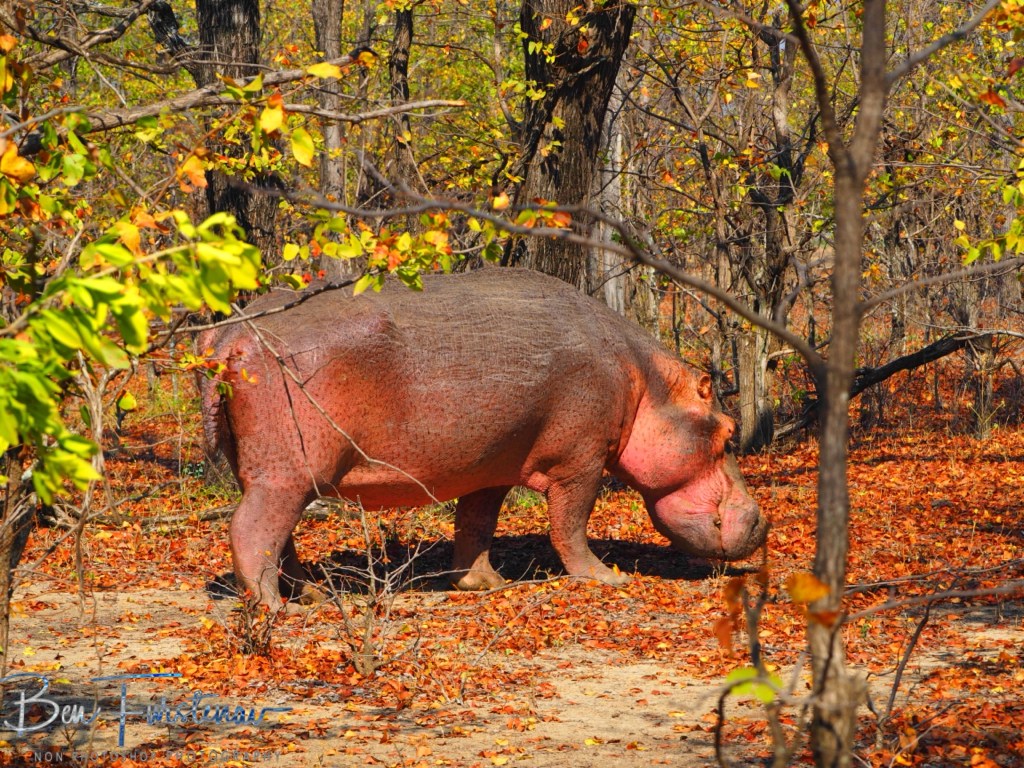 Liwonde National Park, Southern Malawi, Africa