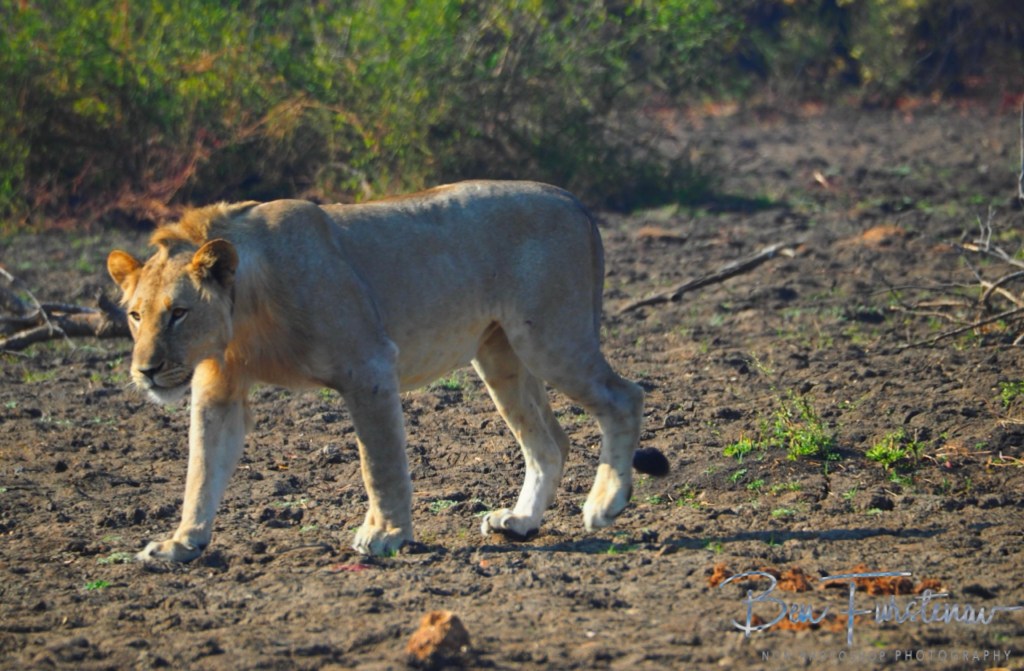 Liwonde National Park, Southern Malawi, Africa