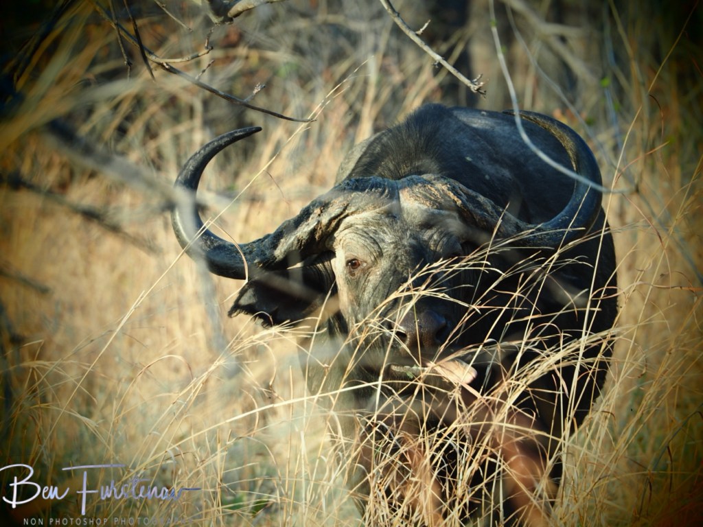 Liwonde National Park, Southern Malawi, Africa