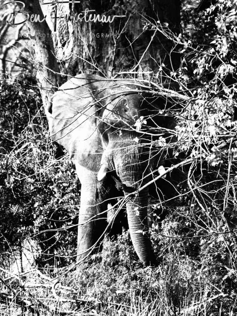 Liwonde National Park, Southern Malawi, Africa