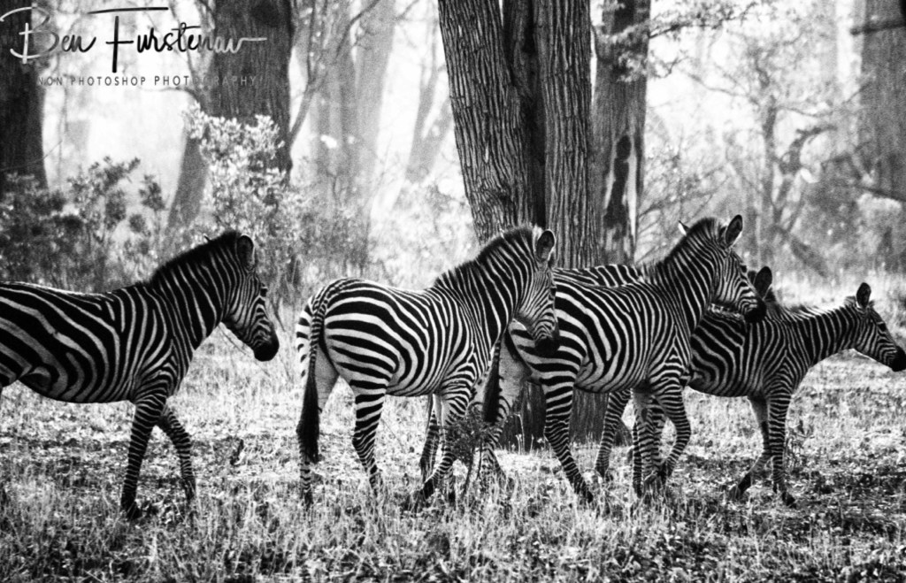 Liwonde National Park, Southern Malawi, Africa