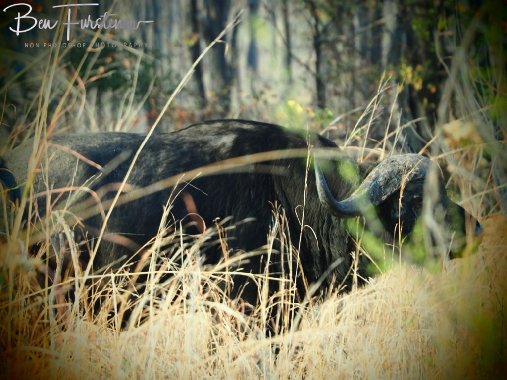 Liwonde National Park, Southern Malawi, Africa