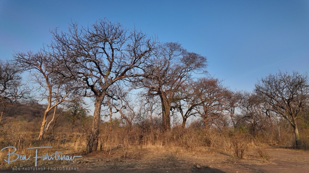 Liwonde National Park, Southern Malawi, Africa