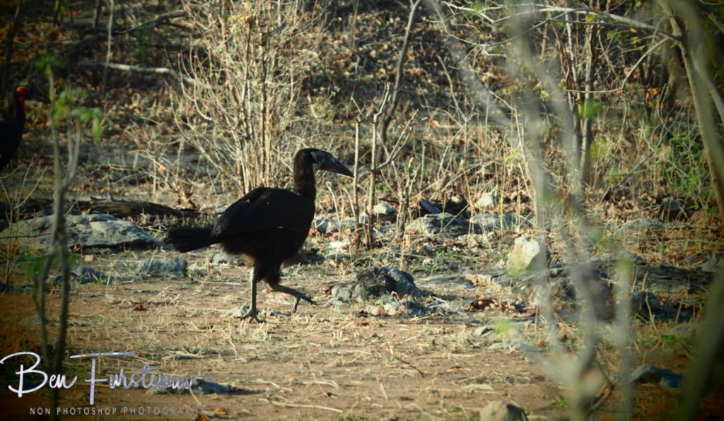 Liwonde National Park, Southern Malawi, Africa