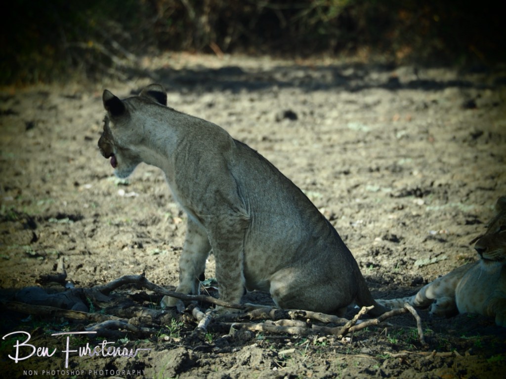 Liwonde National Park, Southern Malawi, Africa