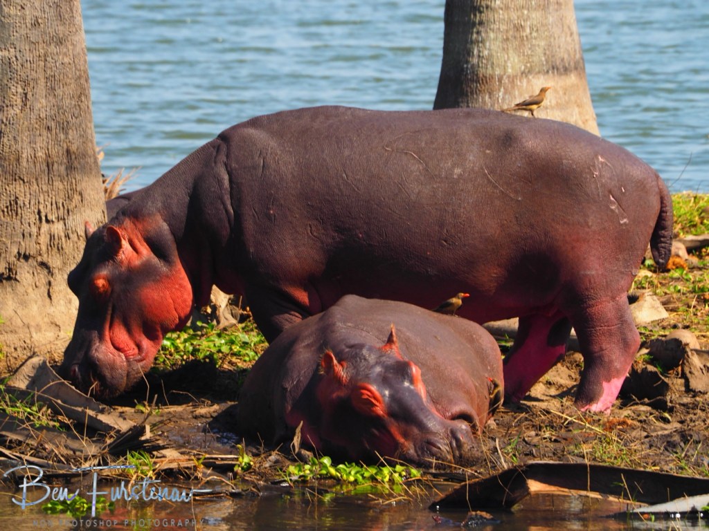 Liwonde National Park, Southern Malawi, Africa