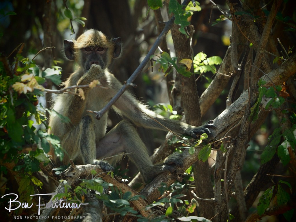 Liwonde National Park, Southern Malawi, Africa