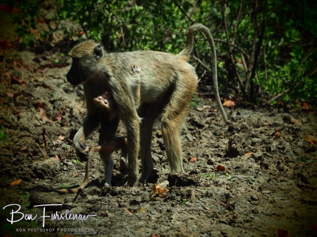 Liwonde National Park, Southern Malawi, Africa
