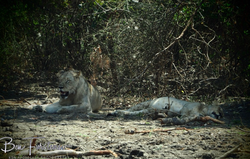 Liwonde National Park, Southern Malawi, Africa