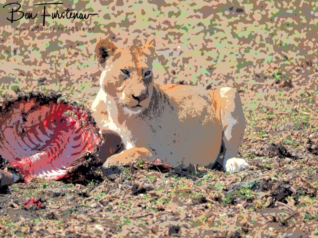 Liwonde National Park, Southern Malawi, Africa