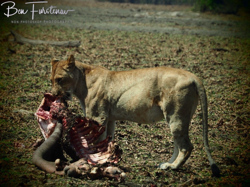 Liwonde National Park, Southern Malawi, Africa