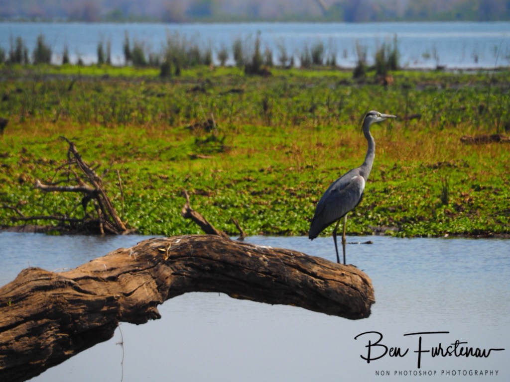 Liwonde National Park, Southern Malawi, Africa