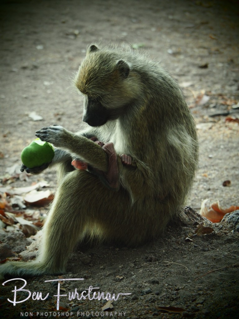 Otter Point, Cape MacClear, Lake Malawi, Malawi, Africa