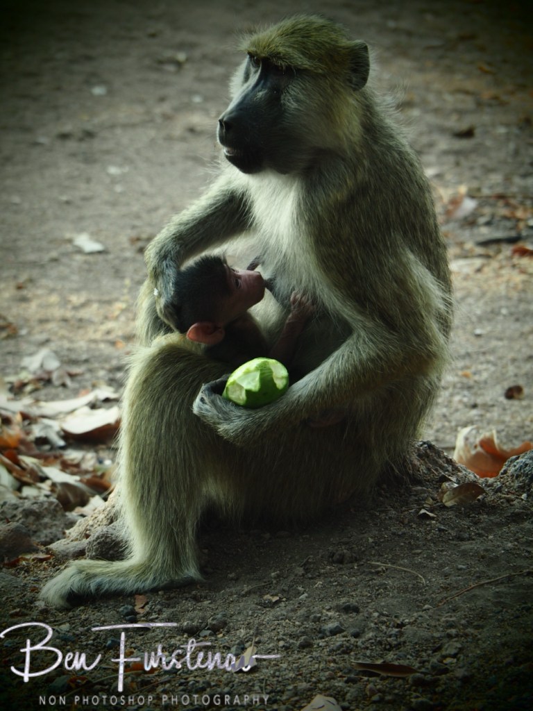 Otter Point, Cape MacClear, Lake Malawi, Malawi, Africa