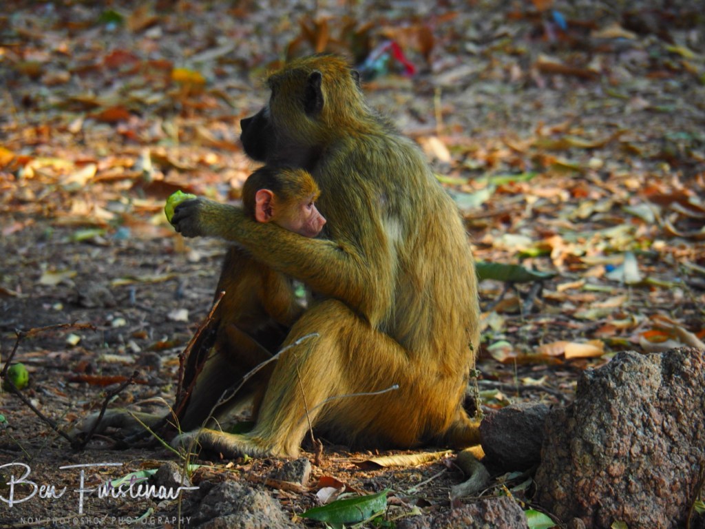 Otter Point, Cape MacClear, Lake Malawi, Malawi, Africa