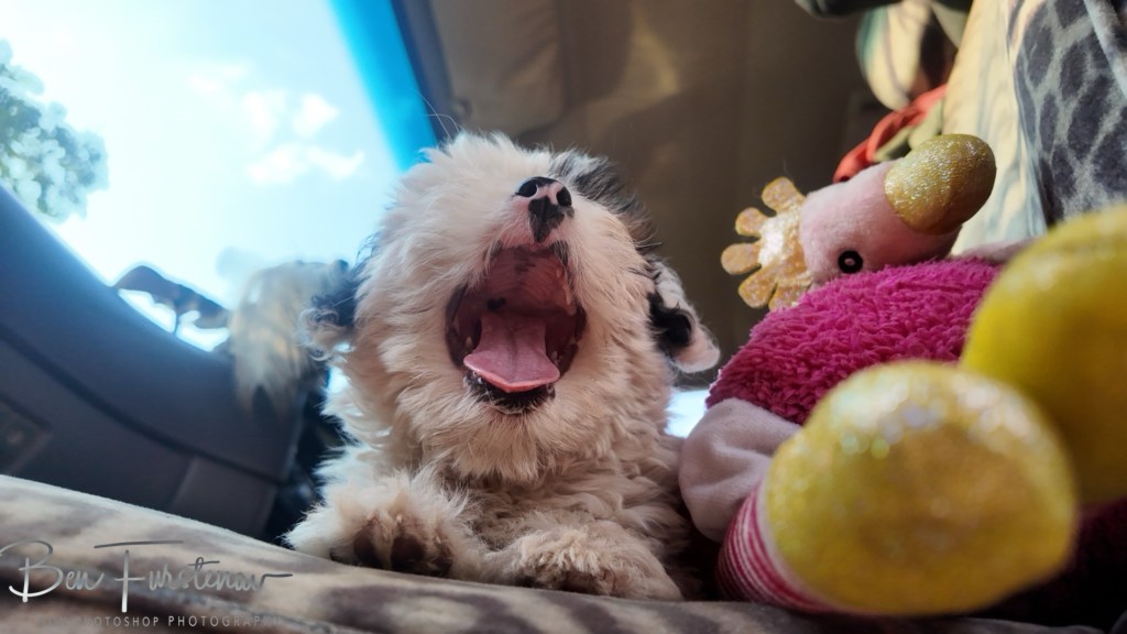 Quest Lodges and Safari, Lilongwe, Malawi, Africa