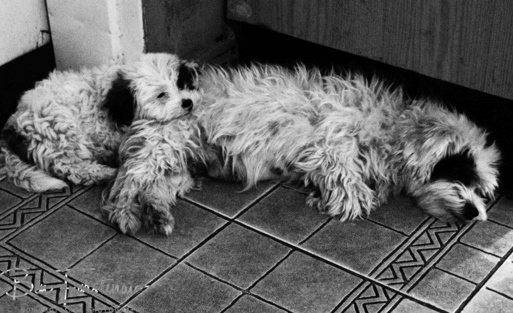 Quest Lodges and Safari, Lilongwe, Malawi, Africa