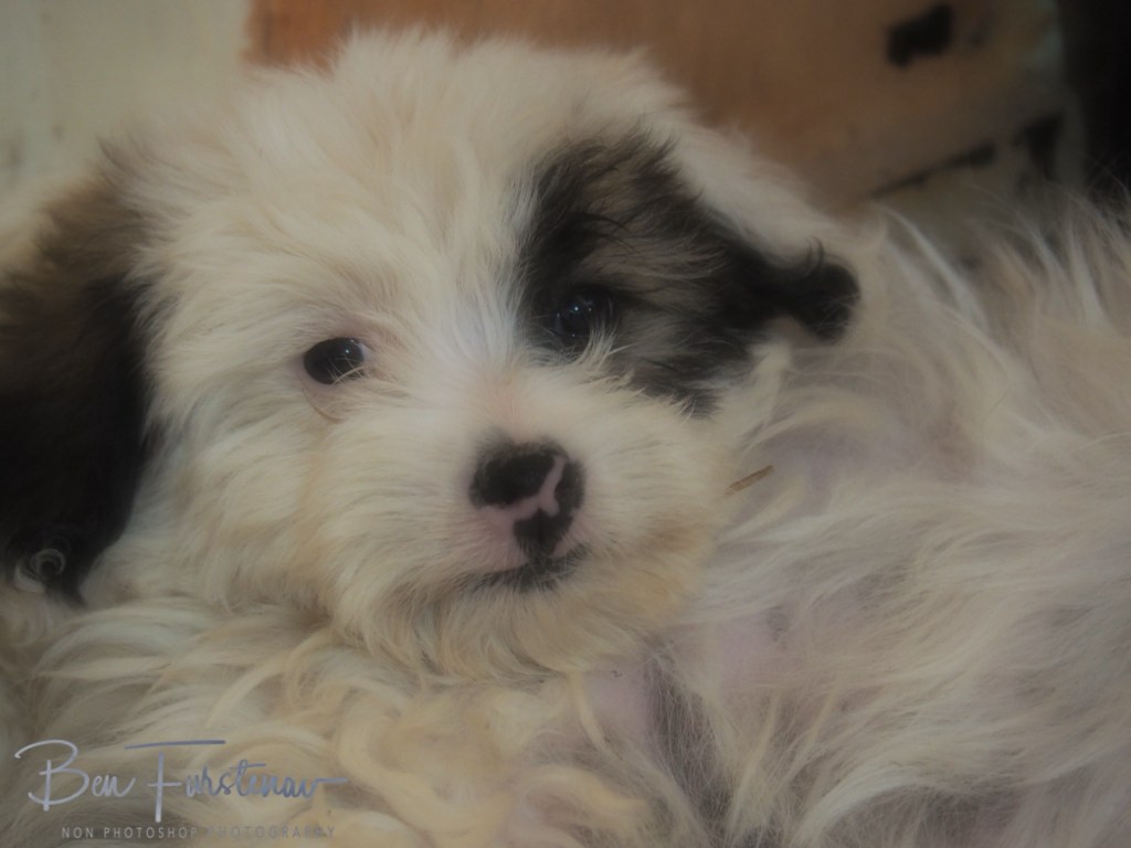 Quest Lodges and Safari, Lilongwe, Malawi, Africa