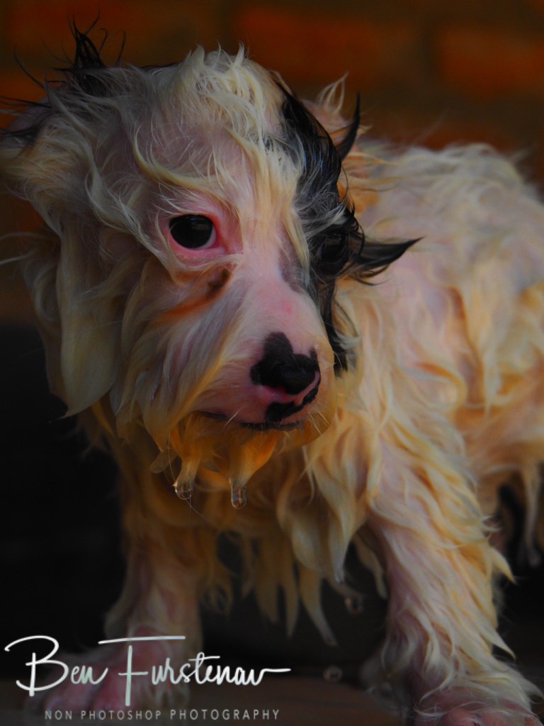 Quest Lodges and Safari, Lilongwe, Malawi, Africa