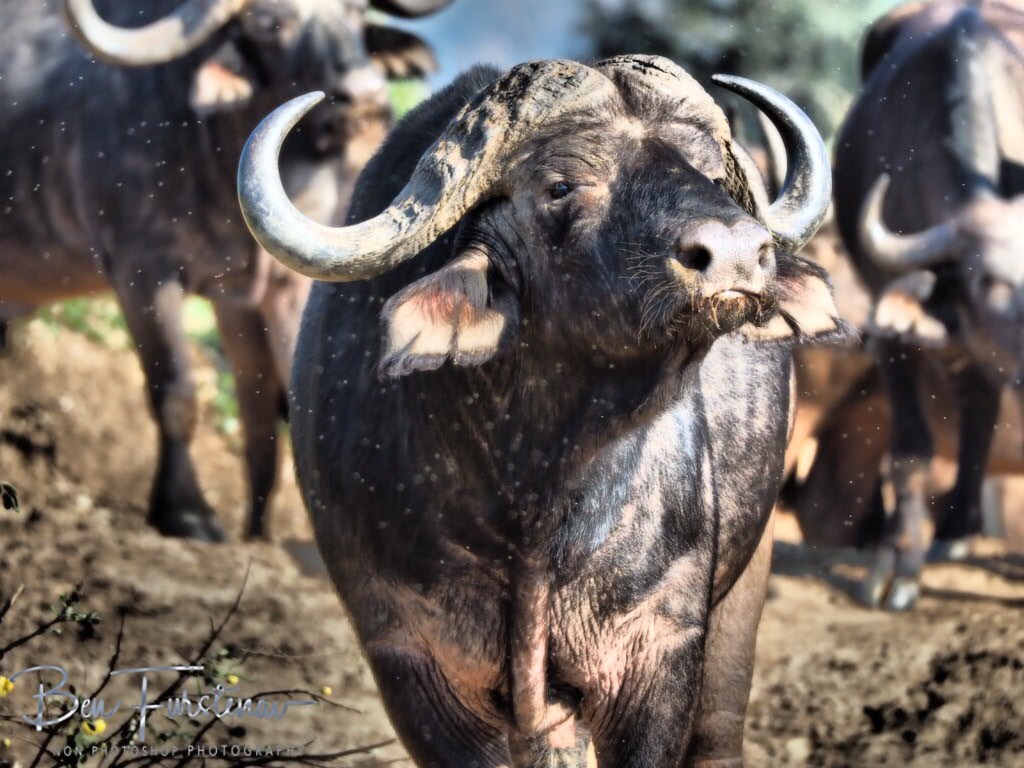 Lower Zambezi National Park, Chirundu, Zambia, Africa,