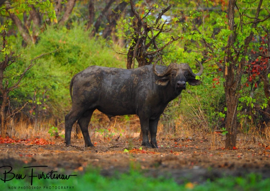 Wildlife Camp, Mfue, Zambia, Africa
