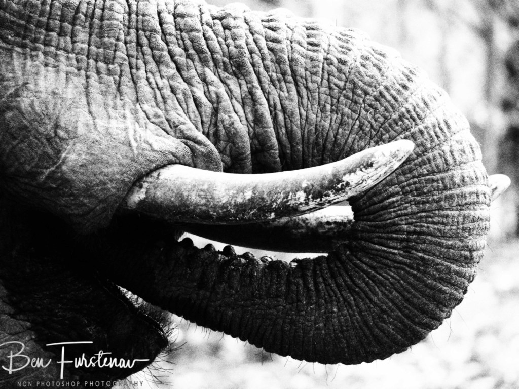Wildlife Camp, Mfue, Zambia, Africa