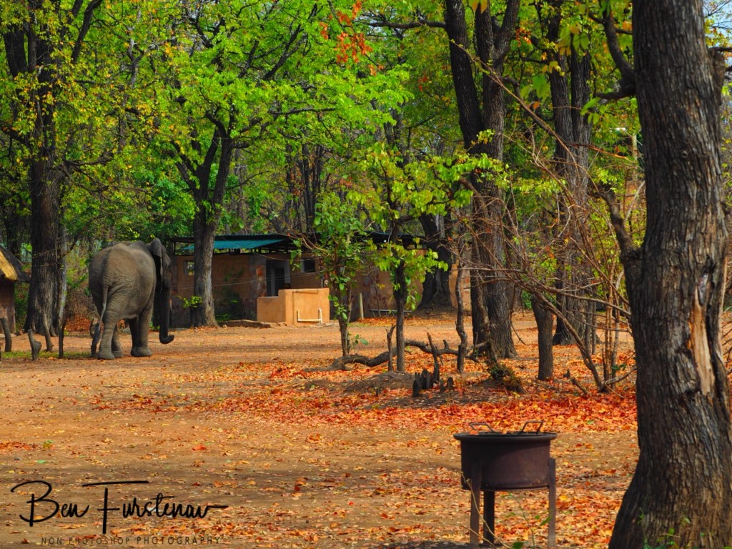 Wildlife Camp, Mfue, Zambia, Africa