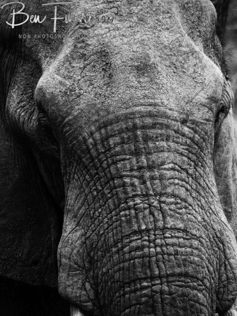 Wildlife Camp, Mfue, Zambia, Africa