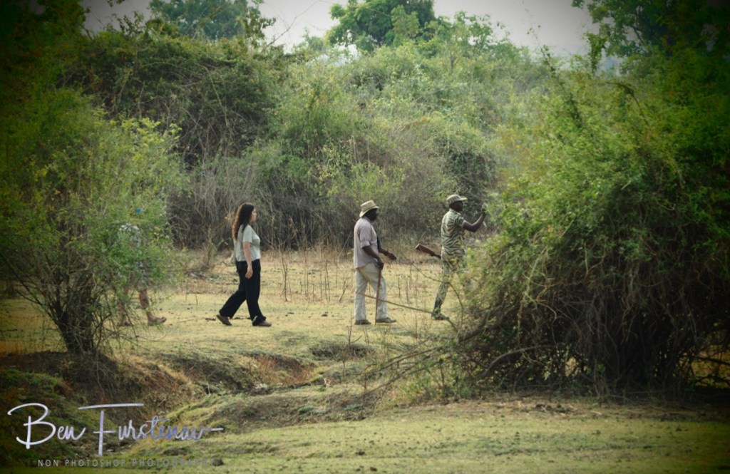 Wildlife Camp, Mfue, Zambia, Africa