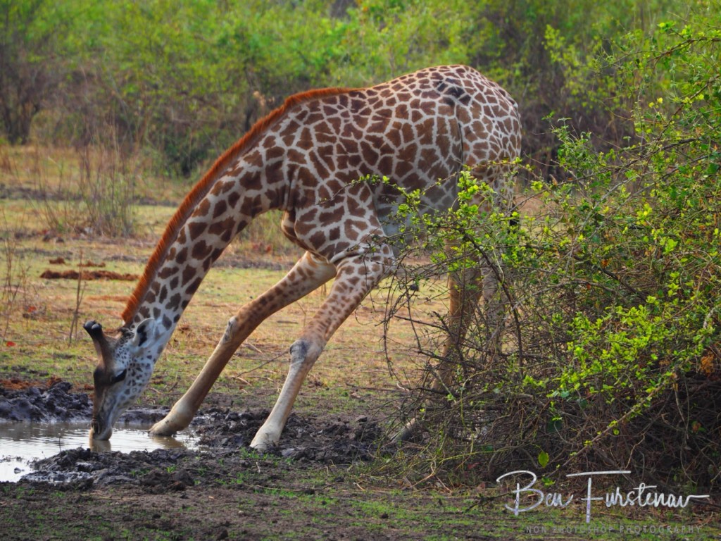 Wildlife Camp, Mfue, Zambia, Africa