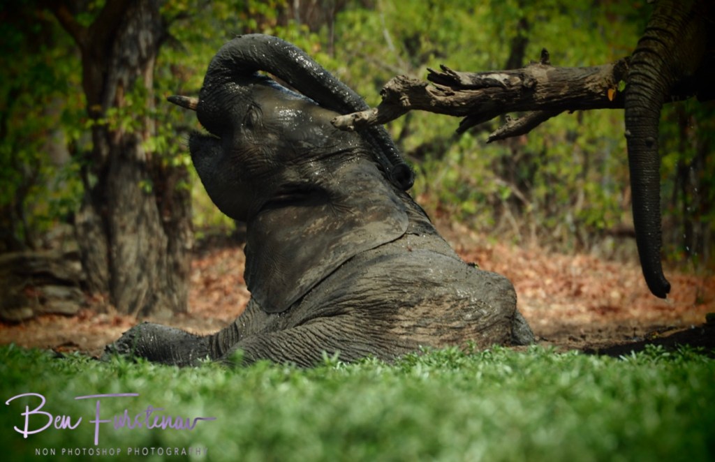 Wildlife Camp, Mfue, Zambia, Africa