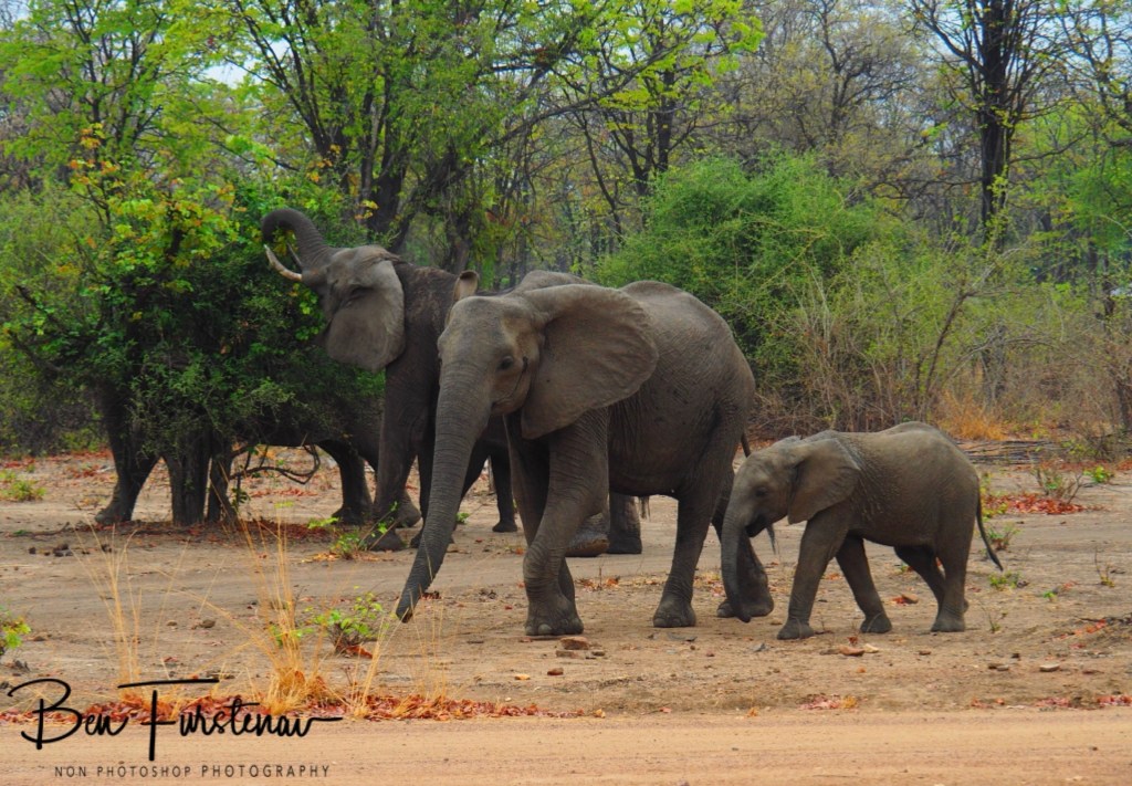 Wildlife Camp, Mfue, Zambia, Africa