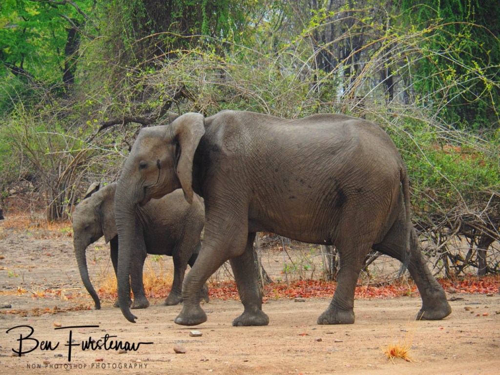 Wildlife Camp, Mfue, Zambia, Africa