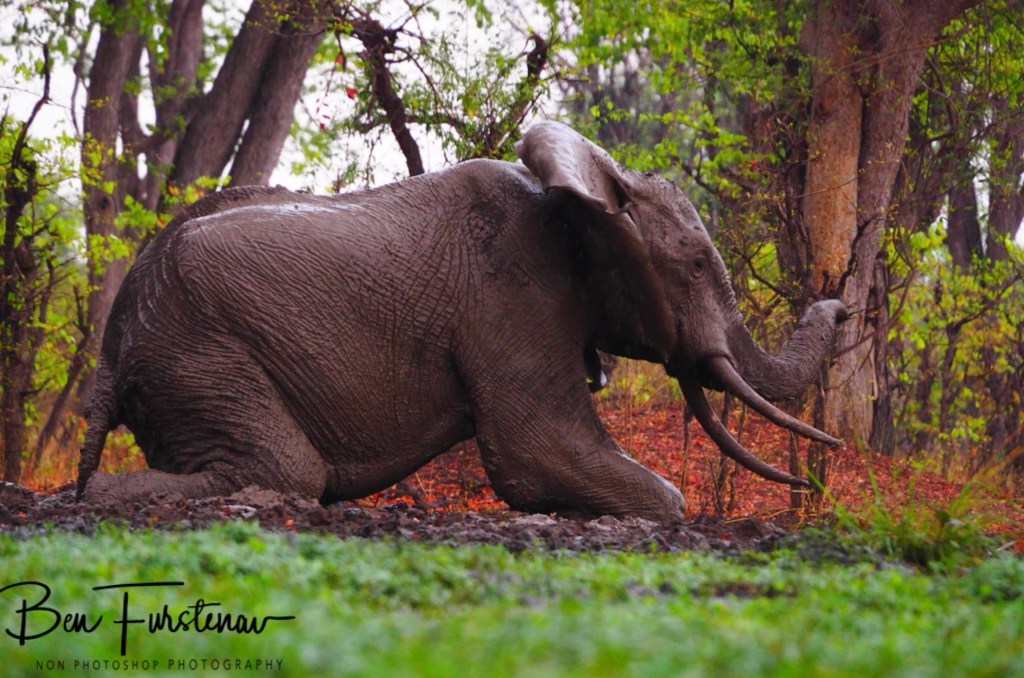 Wildlife Camp, Mfue, Zambia, Africa