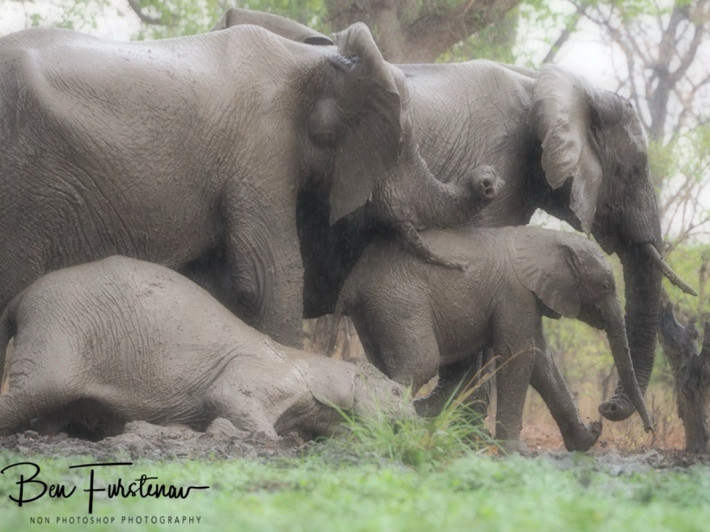 Wildlife Camp, Mfue, Zambia, Africa