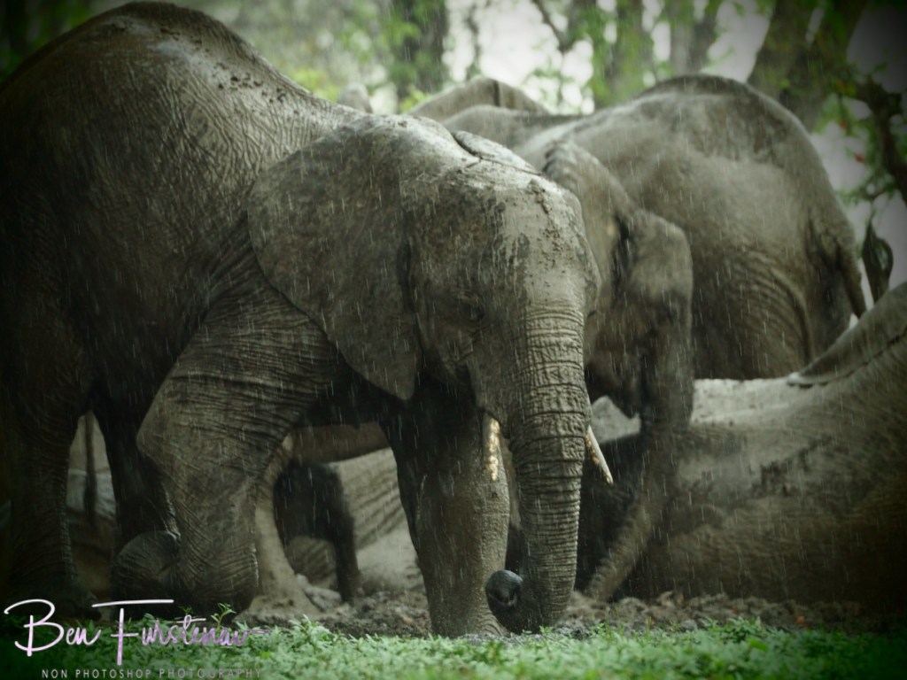 Wildlife Camp, Mfue, Zambia, Africa