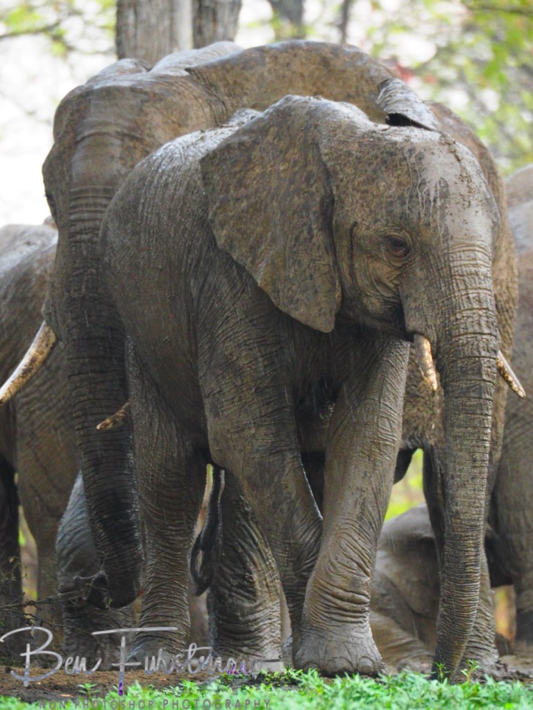 Wildlife Camp, Mfue, Zambia, Africa