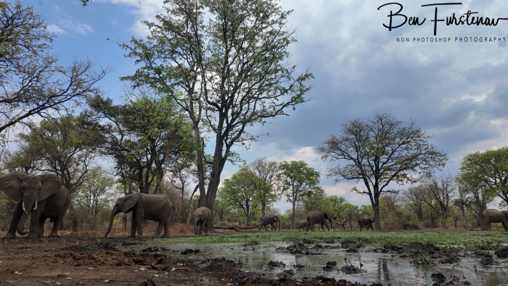 Wildlife Camp, Mfue, Zambia, Africa