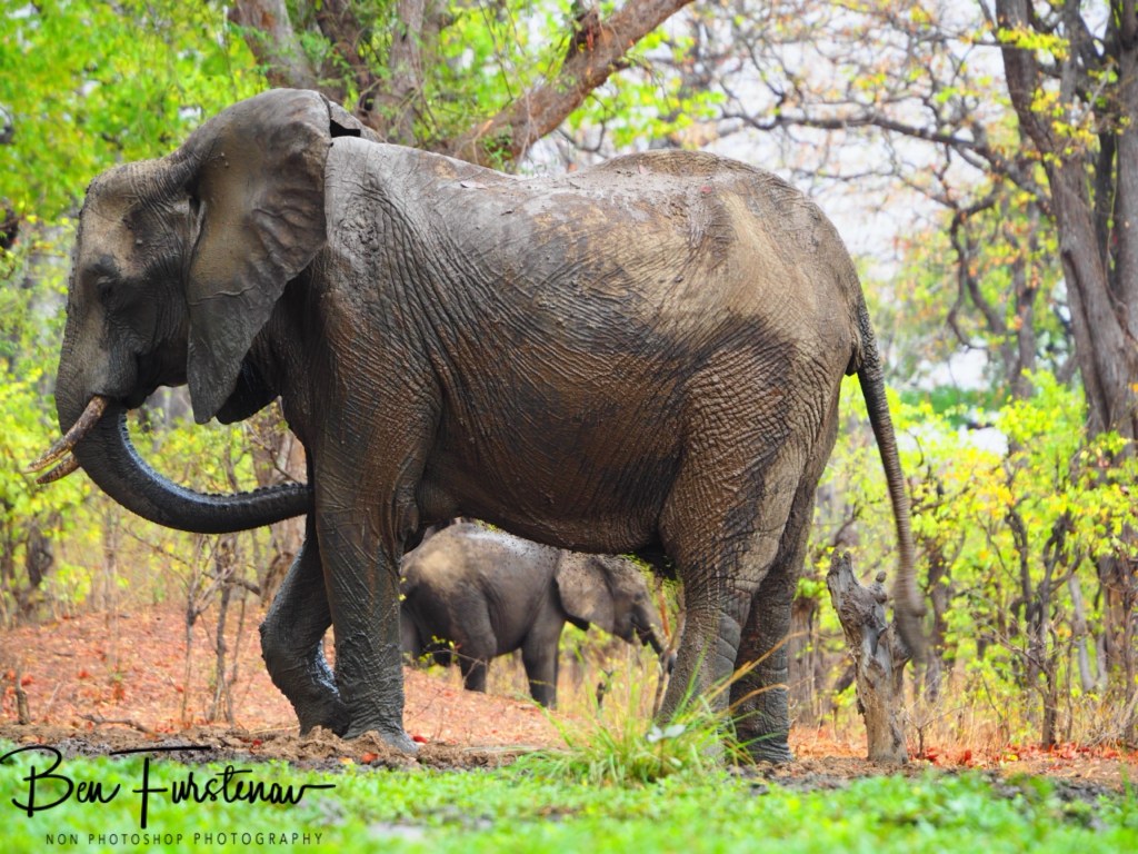 Wildlife Camp, Mfue, Zambia, Africa