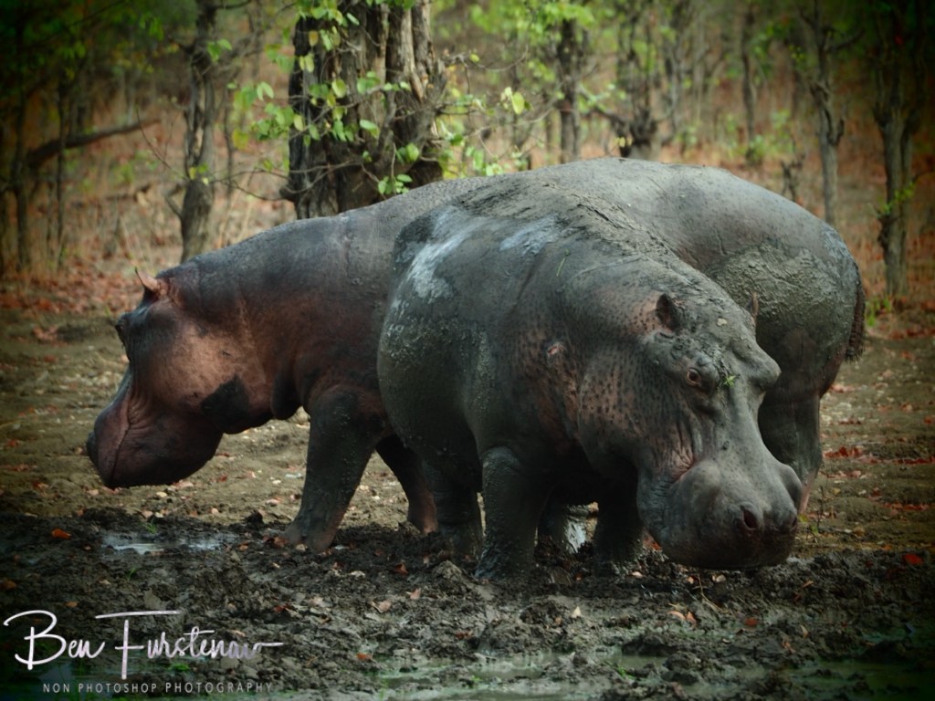 Wildlife Camp, Mfue, Zambia, Africa