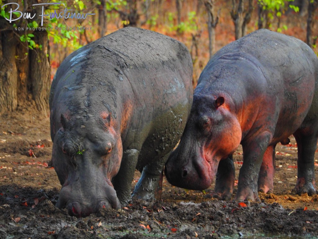 Wildlife Camp, Mfue, Zambia, Africa