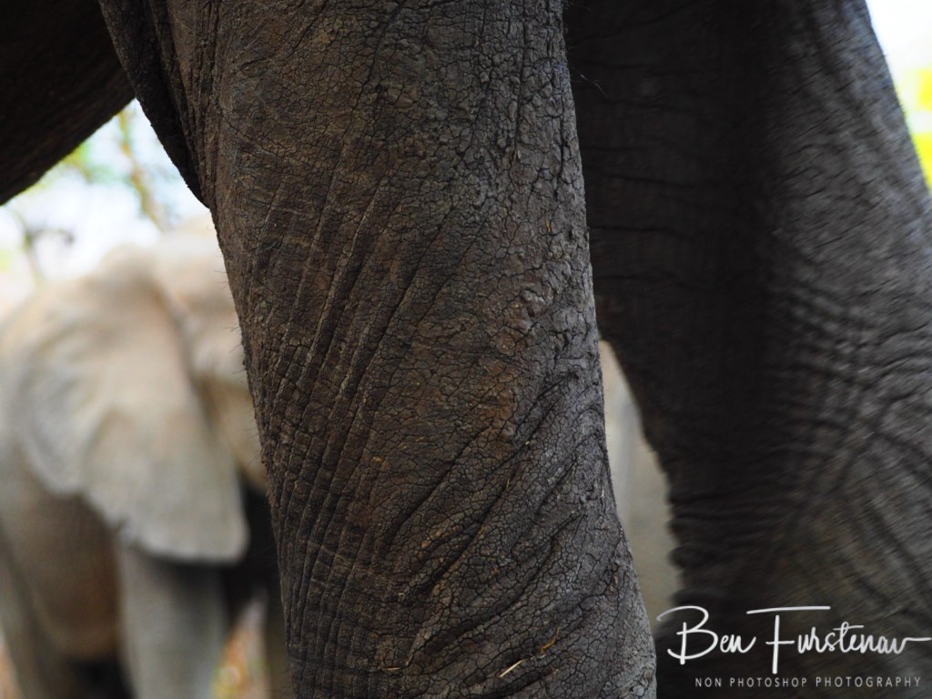 Wildlife Camp, Mfue, Zambia, Africa