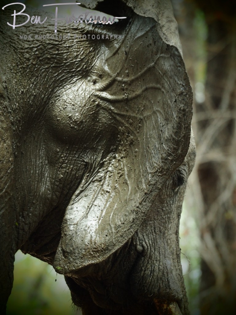 Wildlife Camp, Mfue, Zambia, Africa