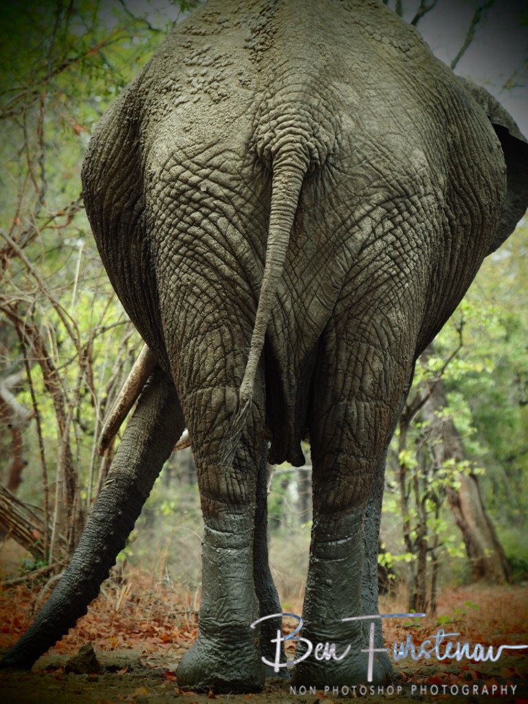 Wildlife Camp, Mfue, Zambia, Africa