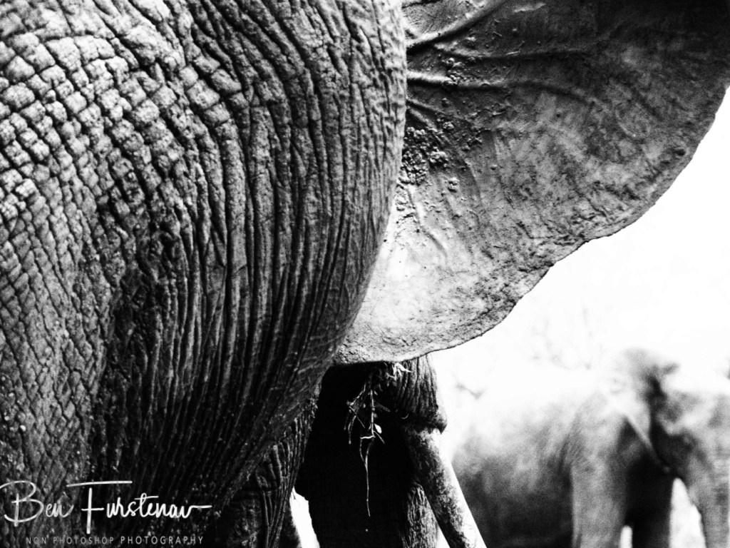 Wildlife Camp, Mfue, Zambia, Africa