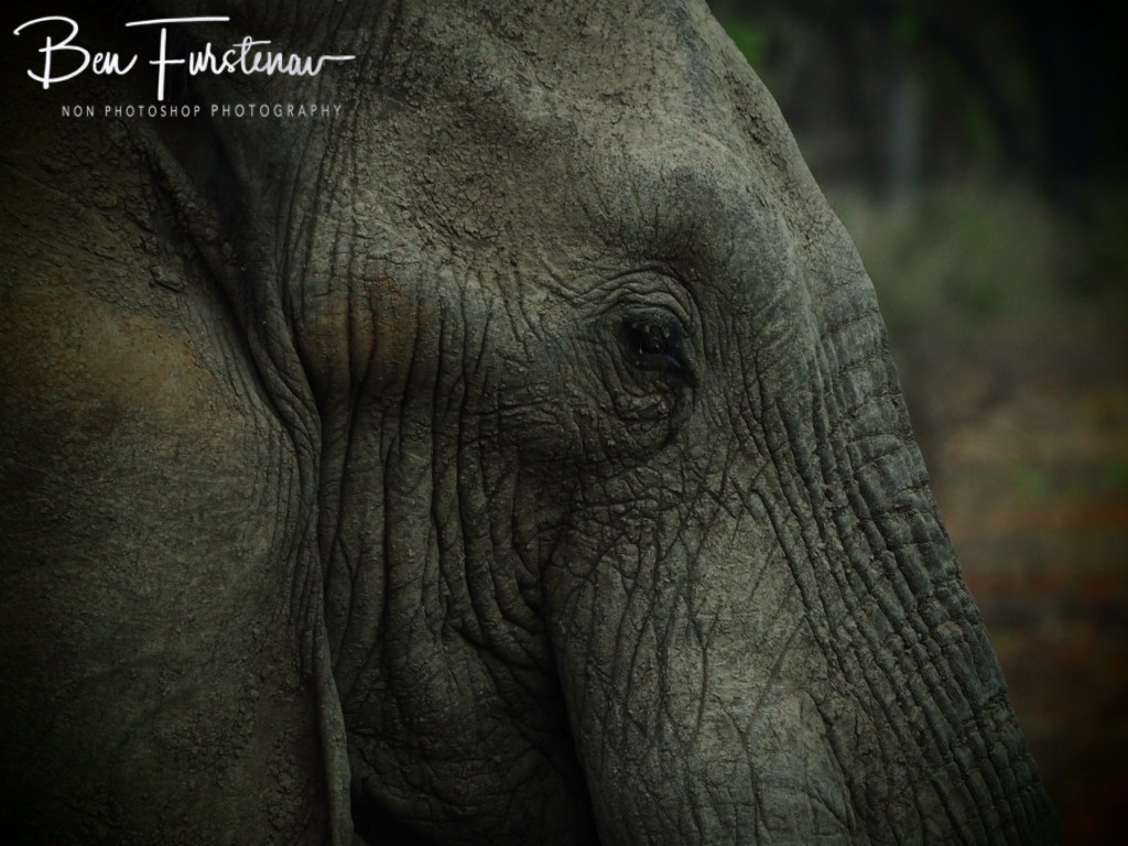Wildlife Camp, Mfue, Zambia, Africa