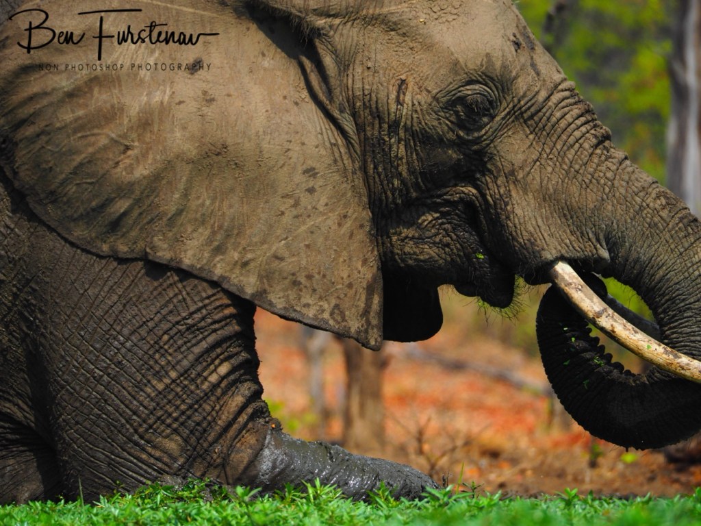 Wildlife Camp, Mfue, Zambia, Africa