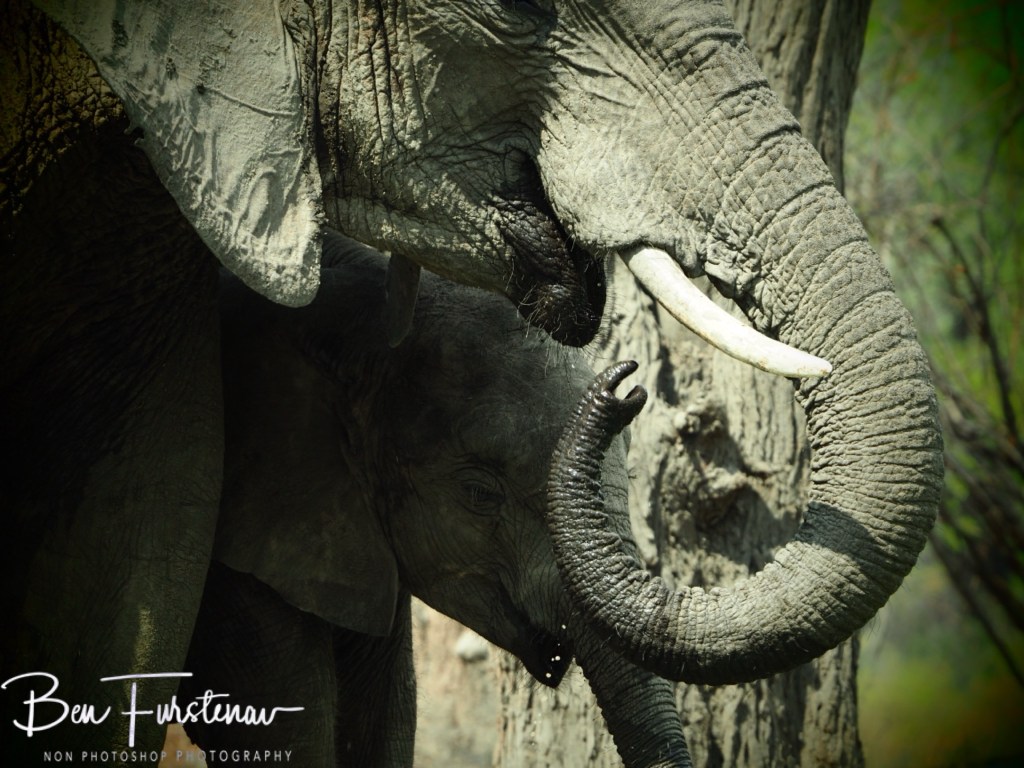 Wildlife Camp, Mfue, Zambia, Africa